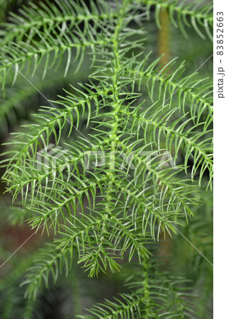 Norfolk Island pine Norfolk Island pine 83852663