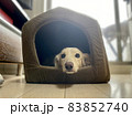 ハウスに入るダックスフンド 83852740