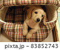 ベッドから顔を出すダックスフンドの子犬 83852743