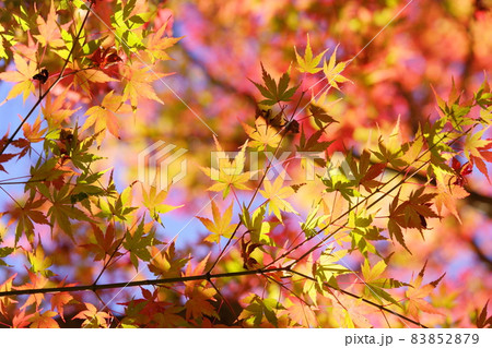 輝く紅葉のシルエット 83852879