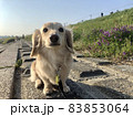 川辺のダックスフンド 83853064