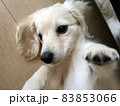 寝そべるダックスフンドの仔犬 83853066