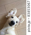 微笑むダックスフンド 83853067