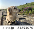 川辺のダックスフンド 83853070