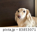 室内のミニチュアダックスフンド 83853071