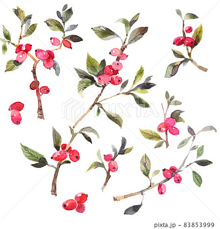 Watercolor twig with berries Watercolor twig with berries 83853999