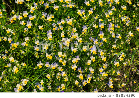 Meadow flowers tricolor violet among grass, purple yellow and white petals delicate flower, summer background 83854390