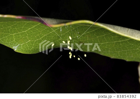 うどんげの花 83854392
