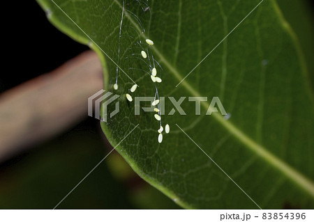 うどんげの花 うどんげの花 83854396