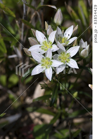 センブリ 83854429