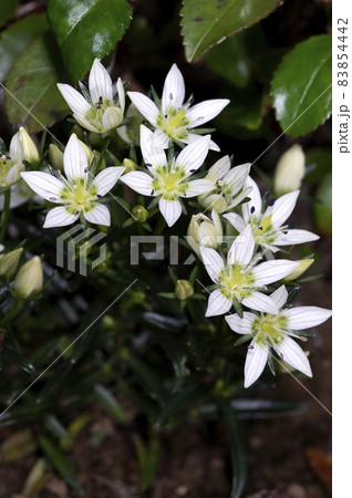 センブリ 83854442