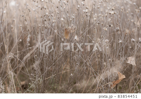 Wild field with flowers, delicate delicate plants on beautiful blurred background close-up. Autumn nature, dry yellowed plants. 83854451
