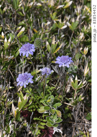 ソナレマツムシソウ ソナレマツムシソウ 83854452