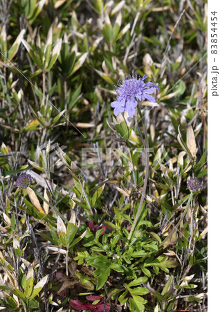ソナレマツムシソウ 83854454