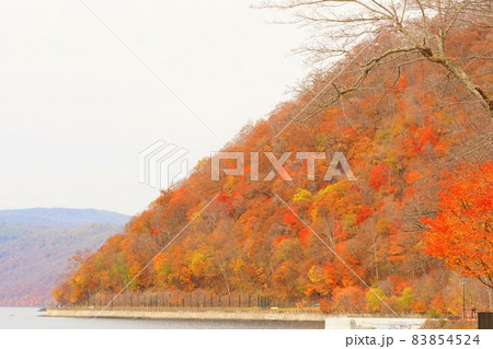 紅葉　北海道　支笏湖 83854524