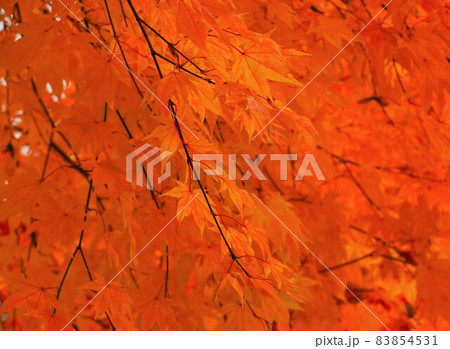 背景　紅葉 83854531