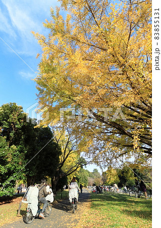 銀杏の下を自転車で走る家族 サイクリング 銀杏の下を自転車で走る家族 サイクリング 83855131