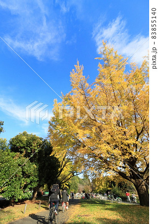 銀杏の下を自転車で走る家族 サイクリング 銀杏の下を自転車で走る家族 サイクリング 83855140
