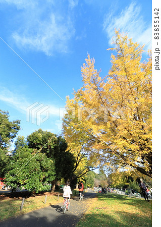 銀杏の下を自転車で走る家族 サイクリング 銀杏の下を自転車で走る家族 サイクリング 83855142