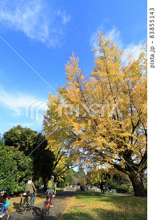 銀杏の下を自転車で走る家族 サイクリング 銀杏の下を自転車で走る家族 サイクリング 83855143