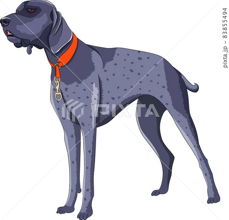 Large gray hunting dog isolated on white background. Large gray hunting dog isolated on white background. 83855494