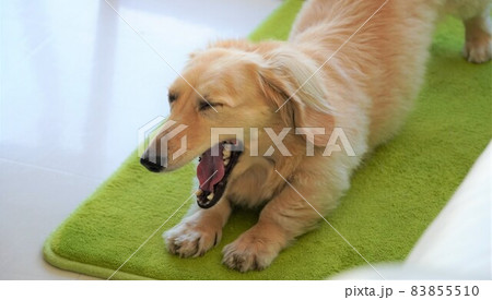 ミニチュアダックスフンドの伸びと大欠伸 ミニチュアダックスフンドの伸びと大欠伸 83855510