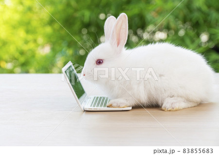 Newborn tiny white bunny with small laptop sitting on the wood. Lovely baby rabbit looking notebook Newborn tiny white bunny with small laptop sitting on the wood. Lovely baby rabbit looking notebook 83855683