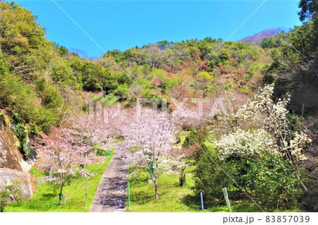 道の駅　紀州備長炭記念公園・春の風景 83857039