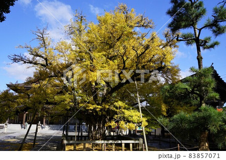 岡山県久米南町にある誕生寺の大イチョウ 83857071