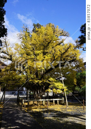 岡山県久米南町にある誕生寺の大イチョウ 岡山県久米南町にある誕生寺の大イチョウ 83857072