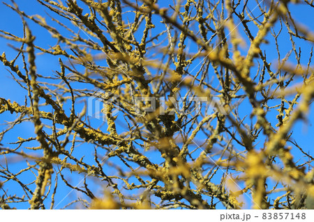 Yellow moss and fungus parasite on a tree branches. 83857148