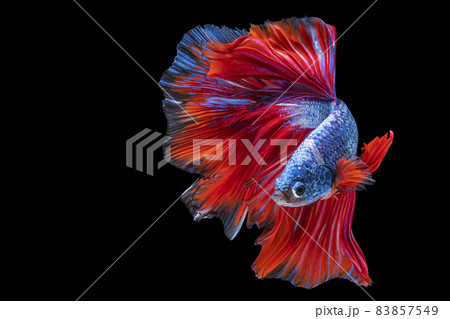 The moving moment beautiful of red and blue Siamese betta fish with copy space. The moving moment beautiful of red and blue Siamese betta fish with copy space. 83857549