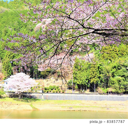 津風呂湖春の風景 83857787