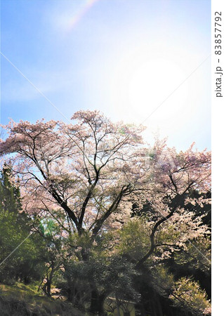 津風呂湖春の風景 83857792