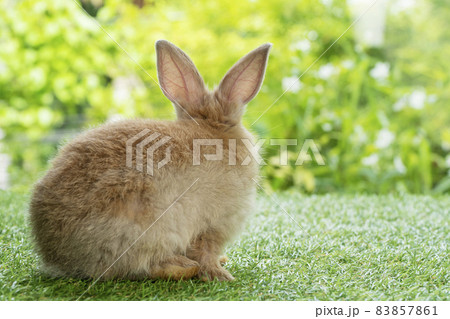 Back of fleecy adorable baby brown rabbit looking at something while sitting alone on green grass 83857861