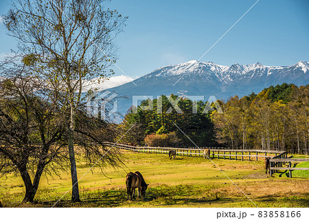 《長野県》開田高原 木曽馬の里 《長野県》開田高原 木曽馬の里 83858166