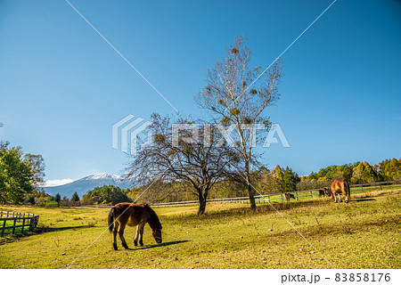 《長野県》開田高原　木曽馬の里 83858176