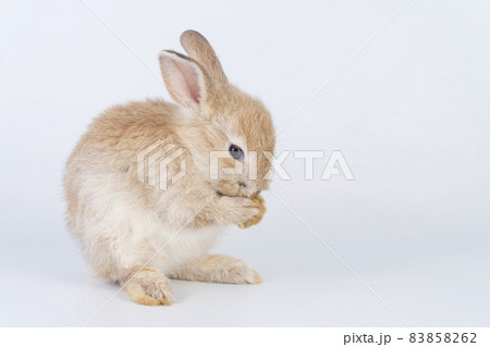 Adorable baby fluffy rabbit brown bunny standing while posture greeting Sawasdee or hello Adorable baby fluffy rabbit brown bunny standing while posture greeting Sawasdee or hello 83858262