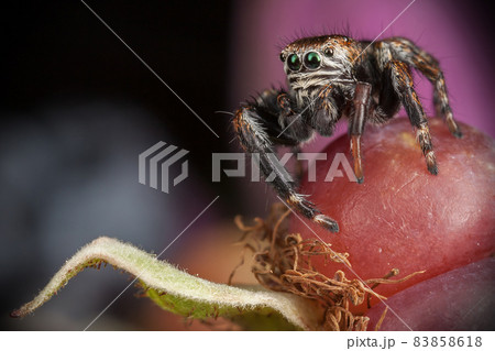 Jumping spider & Blackberry Jumping spider & Blackberry 83858618