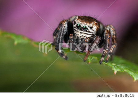 Jumping spider on the green leaf Jumping spider on the green leaf 83858619