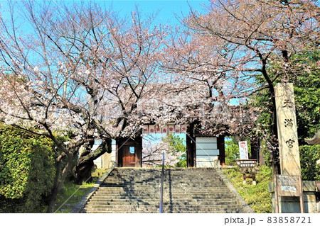 道明寺・春の風景 道明寺・春の風景 83858721