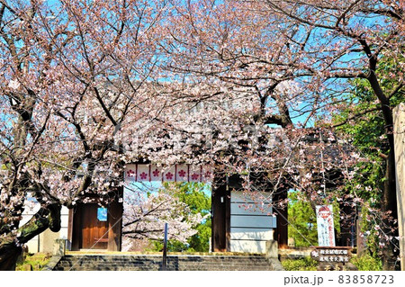 道明寺・春の風景 道明寺・春の風景 83858723
