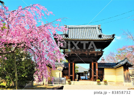 道明寺・春の風景 83858732