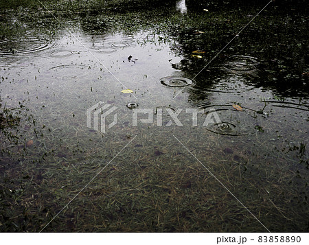 小雨が降る日 83858890