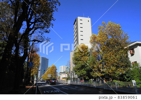 11月　港区1528青山斎場前ユリノキの紅葉･南青山一丁目 83859061