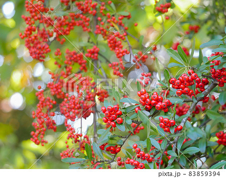 ピラカンサ1　赤い実 83859394