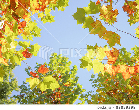 プラタナス1　紅葉 83859398