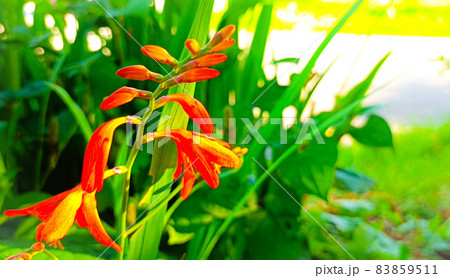 夏の朝、庭先の姫檜扇水仙 夏の朝、庭先の姫檜扇水仙 83859511
