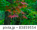 秋の始まり　赤と緑の楓 83859554