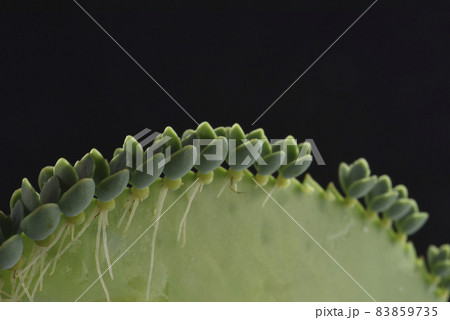 する 行動 花 83859735